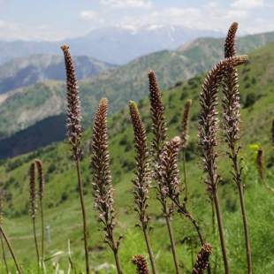 Eremurus regeli